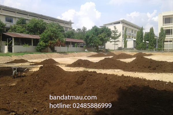 Bán đất trồng cây công trình