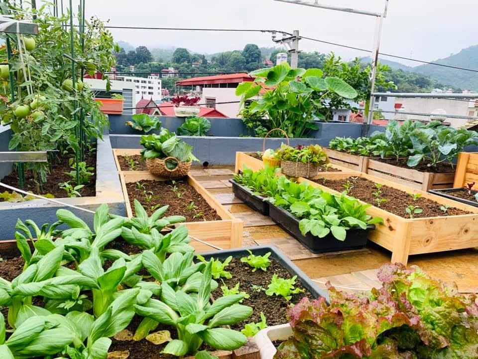 6 bước trồng cây làm vườn sân thượng