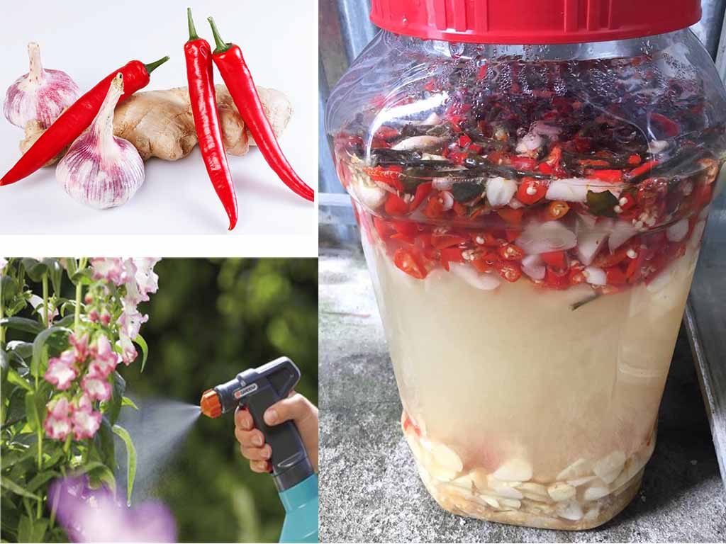Sử dụng tỏi, ớt, làm thuốc trừ sâu cho cây trồng