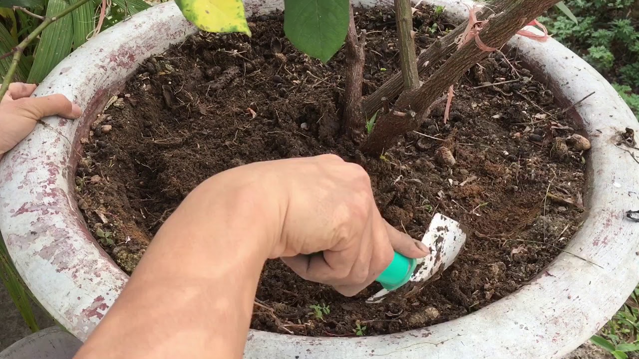 Cách trồng và chăm sóc hoa hồng khi mới mua về