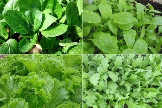 Các loại rau dễ trồng trên sân thượng