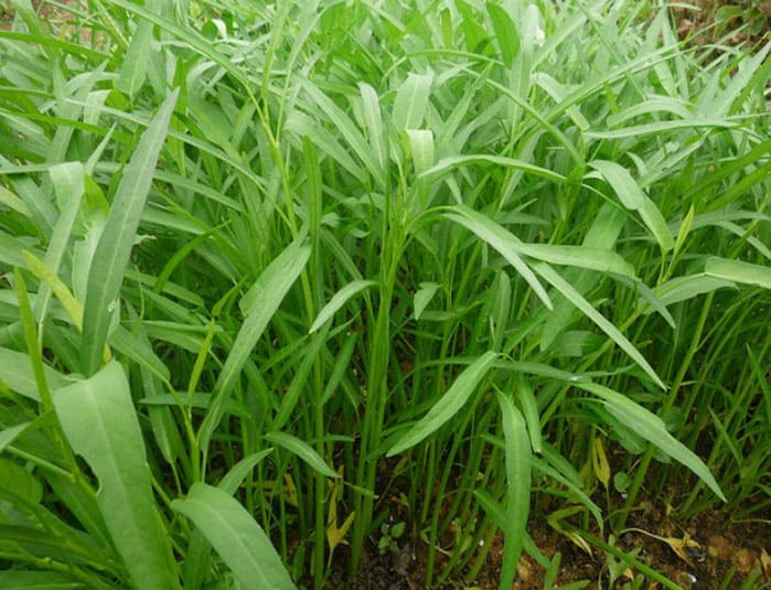 Các loại rau dễ trồng trong thùng xốp