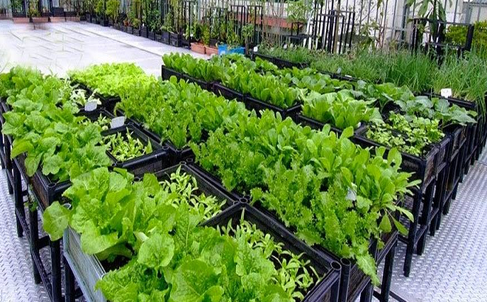 Trồng rau sạch và một số yếu tố cần quan tâm
