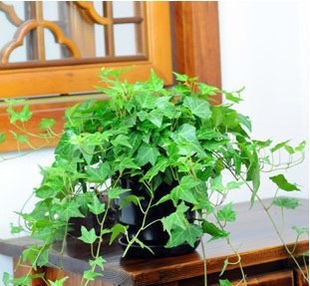Top 7 cây trồng trong nhà tốt cho sức khỏe